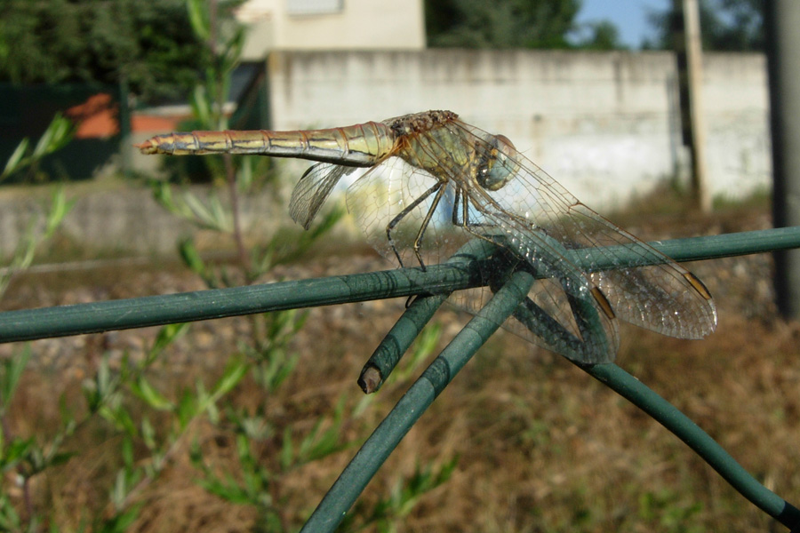 Aiuto per identificare Libellulidae